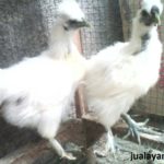 Ayam Kapas umur 3 Bulan Jual Ayam Hias HP : 08564 77 23 888 | BERKUALITAS DAN TERPERCAYA Galeri Foto