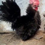 Cara Memelihara Anakan Ayam Kate Agar mempunyai Stamina yang Bagus