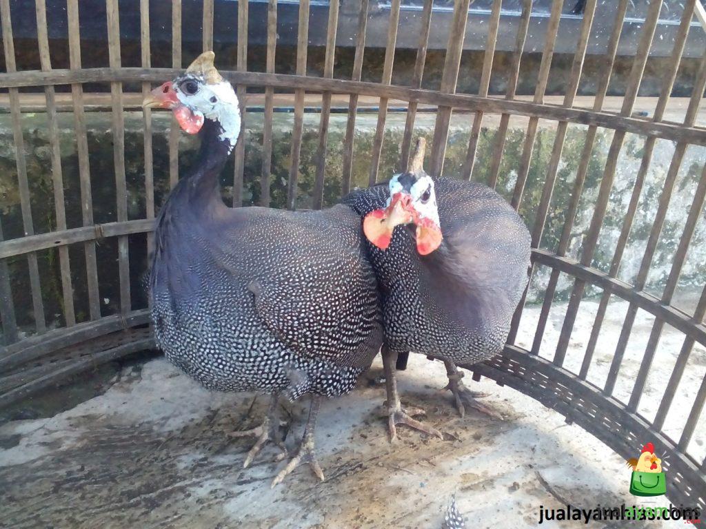 From the picture above, it can be seen that the male guinea fowl is the right (back) and the female guinea fowl is on the left (front).