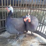 From the picture above, it can be seen that the male guinea fowl is the right (back) and the female guinea fowl is on the left (front).