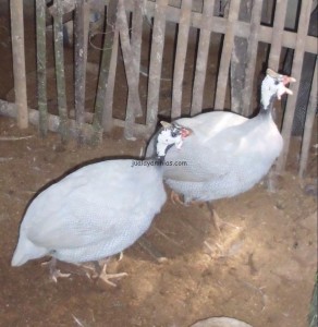 Ayam Mutiara Silver