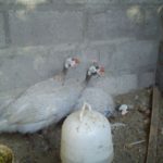 Ayam Mutiara Silver Dewasa