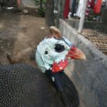 Ayam Mutiara Umur 5 Bulan 2 1 Jual Ayam Hias HP : 08564 77 23 888 | BERKUALITAS DAN TERPERCAYA Galeri Foto