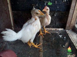 Ayam Onagadori Umur 2 Bulan Jual Ayam Hias HP : 08564 77 23 888 | BERKUALITAS DAN TERPERCAYA Persiapan Pengiriman Berbagai Ayam Hias Pesanan Pak Soon di Jakarta Pusat