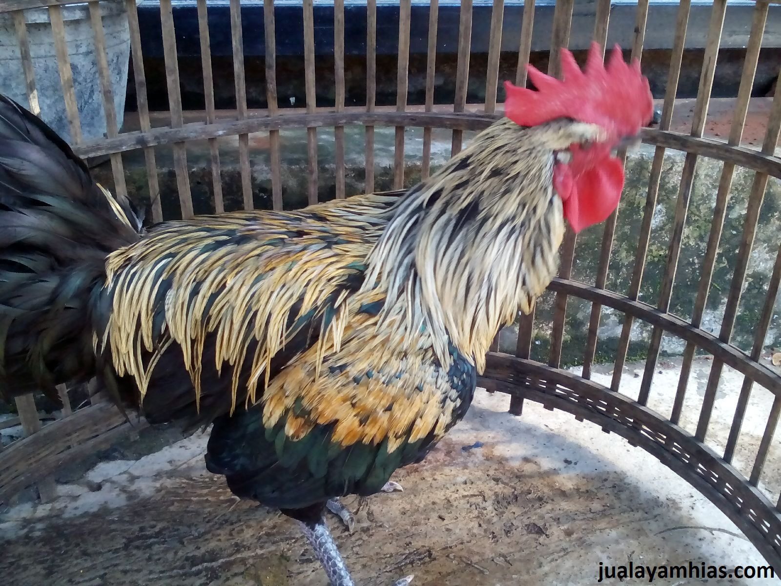 Beberapa Hal Yang Patut Diketahui Tentang Kandang Jago Ayam Pelun