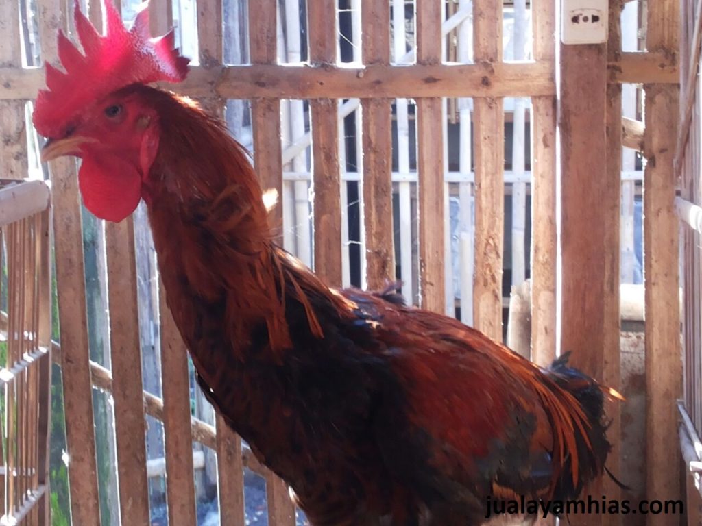 Ayam Pelung Jantan Dewasa
