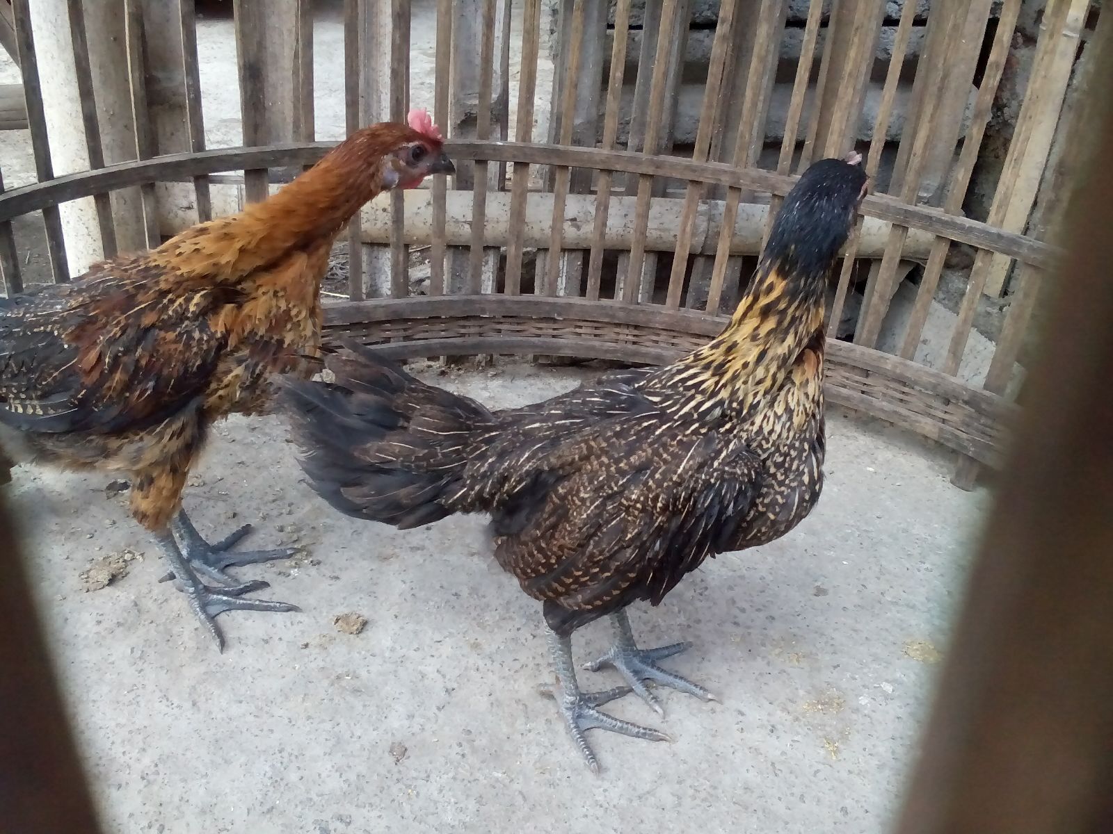 Ayam Pelung Umur 3 Bulan Jual Ayam Hias HP : 08564 77 23 888 | BERKUALITAS DAN TERPERCAYA Jual Ayam Pelung Dari Trah Cianjur Yang Bersuara Merdu