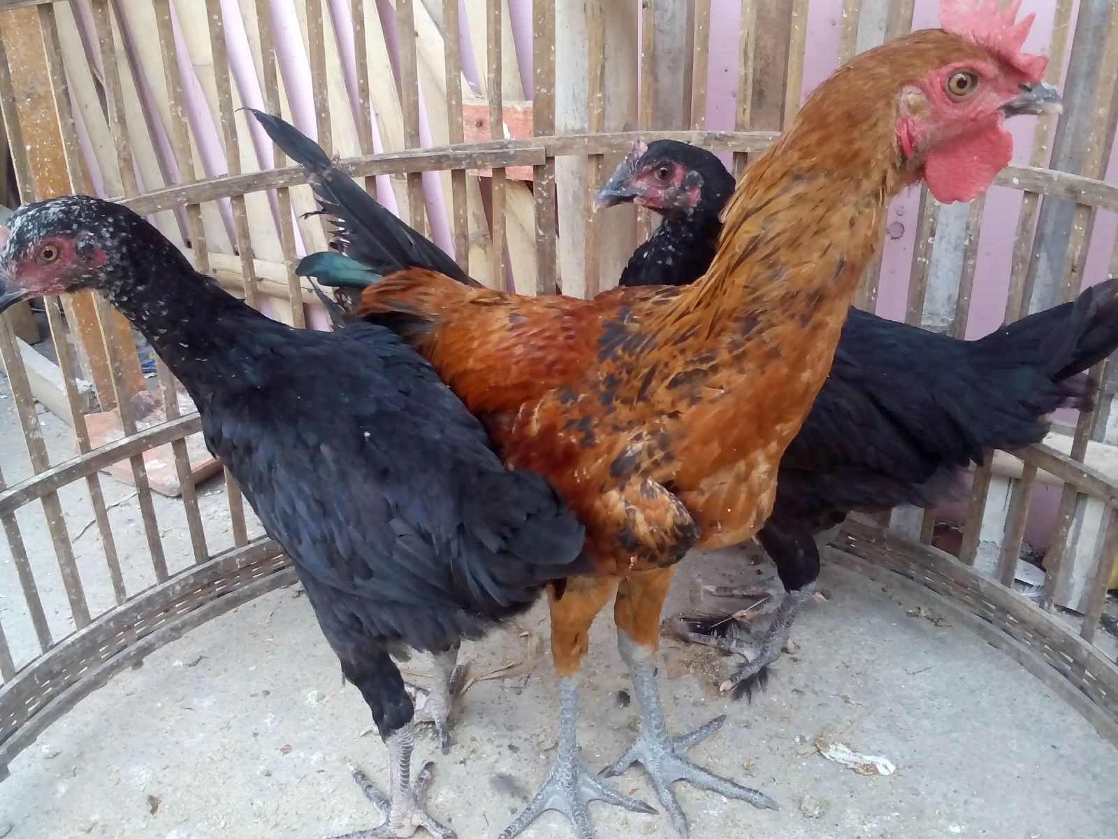 Ayam Pelung Umur 4 Bulan 2 Jual Ayam Hias HP : 08564 77 23 888 | BERKUALITAS DAN TERPERCAYA Jual Ayam Pelung Dari Trah Cianjur Yang Bersuara Merdu