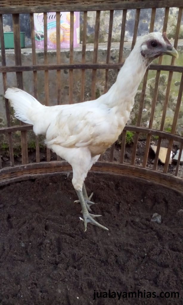  Informasi Tentang Kandang Dan Pemeliharaan Ayam Pelung Putih