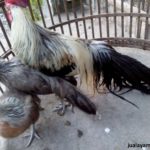 Ayam Phoenix Dewasa