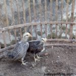Ayam Phoenix dan Ayam Poland Pesanan Bapak Syamsul di Sragen