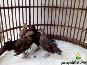 Ayam Phoenix Umur 3 Bulan Ayam Hias Pesanan Pak Soon Di Jakarta Jual Ayam Hias HP : 08564 77 23 888 | BERKUALITAS DAN TERPERCAYA Ayam Hias Pesanan Pak Soon Di Jakarta Pengiriman Berbagai Macam Ayam Hias Pesanan Pak Soon Di Jakarta Pusat