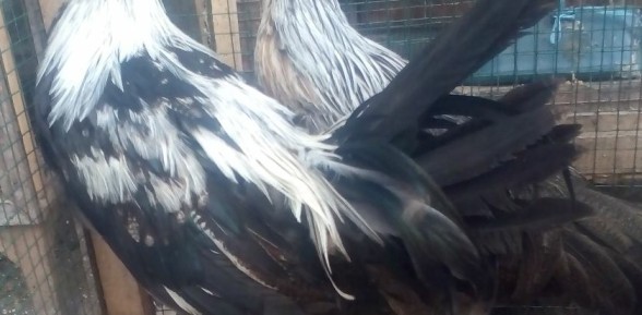 Ayam Phoenix sepasang Umur 5 bulan