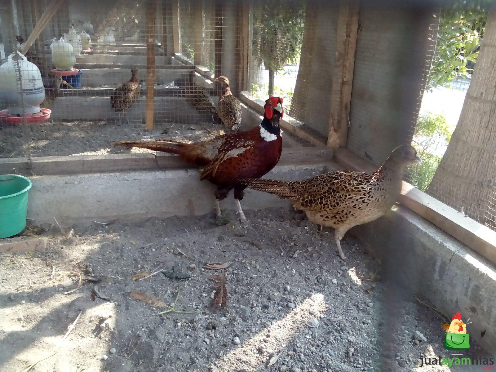 Kandang ayam ringneck pheasant harus selalu di bersihkan agar ayam terhindar dari berbagai serangan penyakit