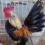Ayam Serama Dewasa 2 1 Jual Ayam Hias HP : 08564 77 23 888 | BERKUALITAS DAN TERPERCAYA Galeri Foto
