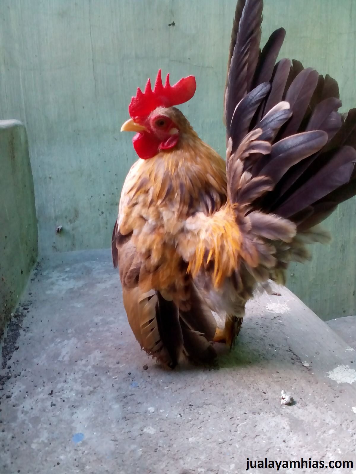 Ayam Serama Dewasa 22 1 Pengiriman Ayam Serama Pesanan Pak Karman di Martapura Jual Ayam Hias HP : 08564 77 23 888 | BERKUALITAS DAN TERPERCAYA Pengiriman Ayam Serama Pesanan Pak Karman di Martapura Pengiriman Ayam Serama Pesanan Pak Karman di Martapura