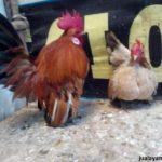 Ayam Serama Indukan dan Umur 5 Bulan 1 Jual Ayam Hias HP : 08564 77 23 888 | BERKUALITAS DAN TERPERCAYA Galeri Foto