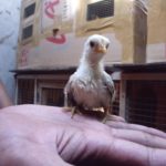 Ayam Serama Usia 1 Bulan