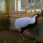 Ayam Silver Pheasent Dewasa 3 Jual Ayam Hias HP : 08564 77 23 888 | BERKUALITAS DAN TERPERCAYA Galeri Foto