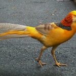 Ayam Yellow Pheasent Dewasa 2 Jual Ayam Hias HP : 08564 77 23 888 | BERKUALITAS DAN TERPERCAYA Galeri Foto