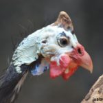 Jengger Ayam Mutiara 2 1 Jual Ayam Hias HP : 08564 77 23 888 | BERKUALITAS DAN TERPERCAYA Galeri Foto