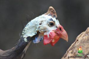 Jengger Ayam Mutiara 2 1 Ayam Mutiara yang Hanya Bertelur di Musim Hujan Jual Ayam Hias HP : 08564 77 23 888 | BERKUALITAS DAN TERPERCAYA Ayam Mutiara yang Hanya Bertelur di Musim Hujan Ayam Mutiara yang Hanya Bertelur di Musim Hujan
