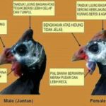 Berikut adalah perbedaan antara ayam mutiara berjenis kelamin jantan dan ayam mutiara berjenis kelamin betina