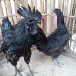 Sepasang Ayam Cemani Dewasa Jual Ayam Hias HP : 08564 77 23 888 | BERKUALITAS DAN TERPERCAYA Galeri Foto