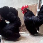 Sepasang Ayam Serama Indukan 1 1 Jual Ayam Hias HP : 08564 77 23 888 | BERKUALITAS DAN TERPERCAYA Galeri Foto