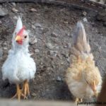 Sejarah dan Asal-Usul Ayam Serama