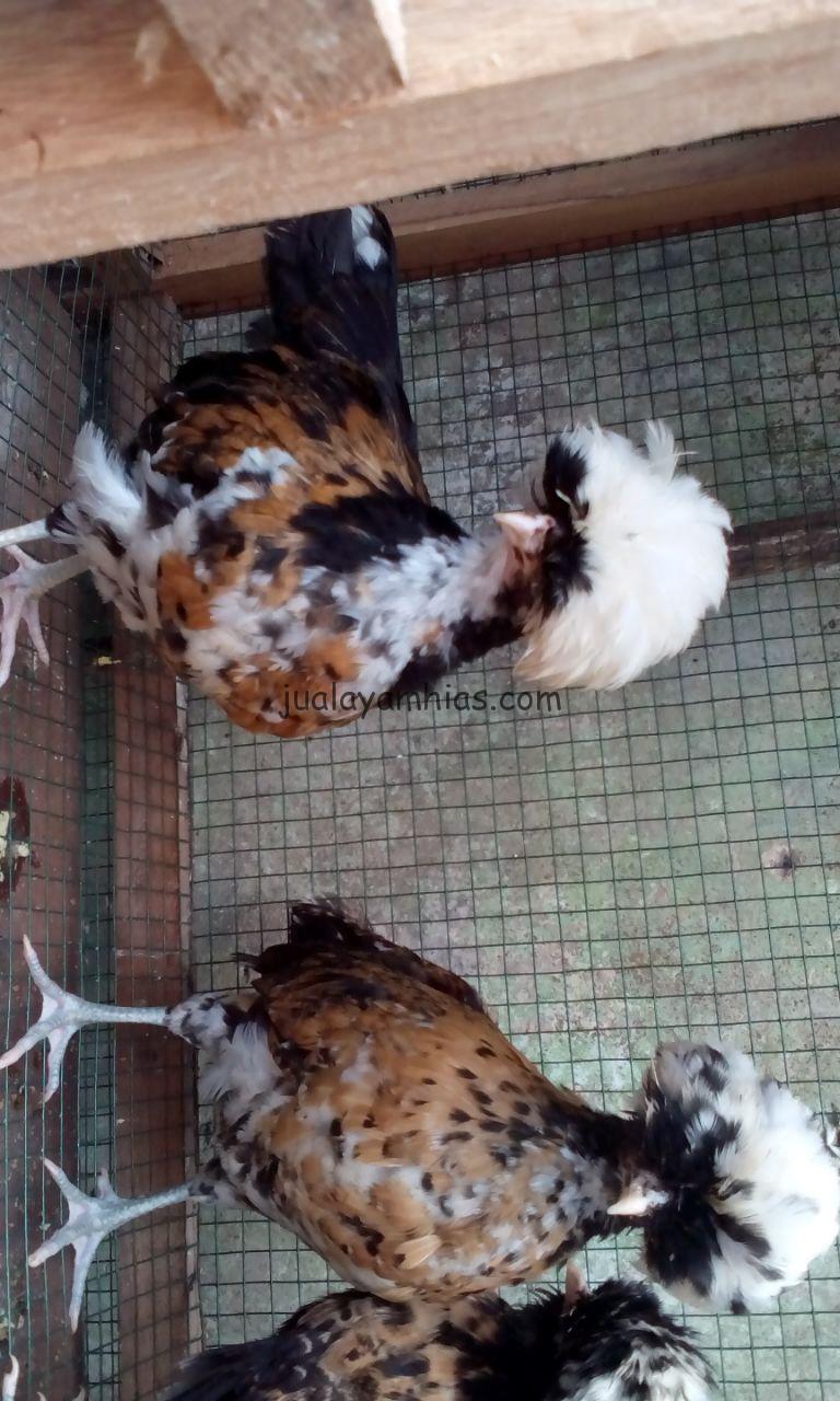 Sepasang Ayam Polan Siap Kirim ke Palembang