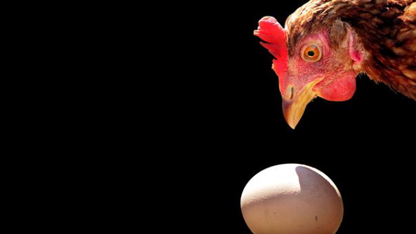 Indukan Ayam Bersiap Mematuk Telur nya Sendiri