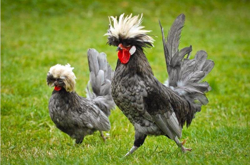 Ayam Hias Polan