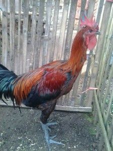 Foto Ayam Pelung