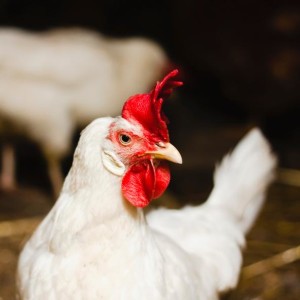Ayam Sehat Ceria di Peternakan Ayam Kita