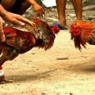 Ayam Bangkok Siap Bertarung