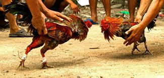 Ayam Bangkok Siap Bertarung