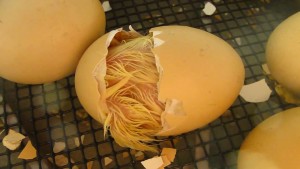 Telur Ayam Menetas Menggunakan Mesin Penetas Telur