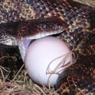 Ular sedang memakan telur di peternakan ayam