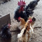 Ayam Kate Walik yang Unik Bisa Menjadi Tambahan Koleksi Ayam Hias Anda