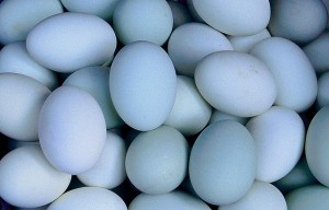 Telur Bebek untuk si Tetaskan