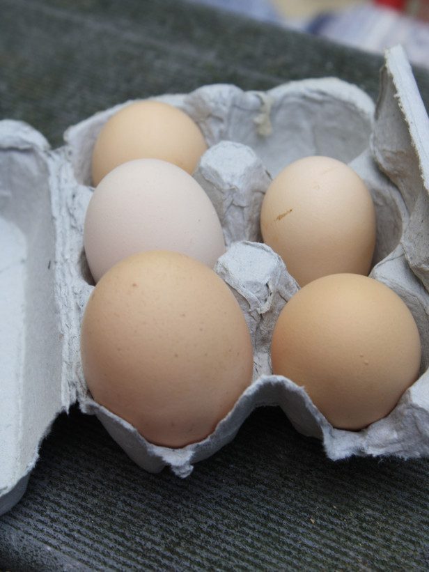 Telur merupakan salah satu hasil ternak ayam yang bermanfaat untuk tambahan nutrisi keluarga