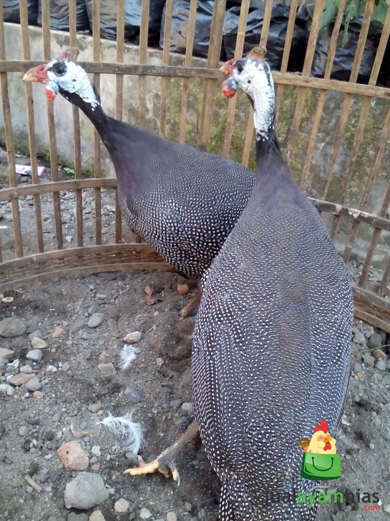 Ayam Mutiara Dewasa