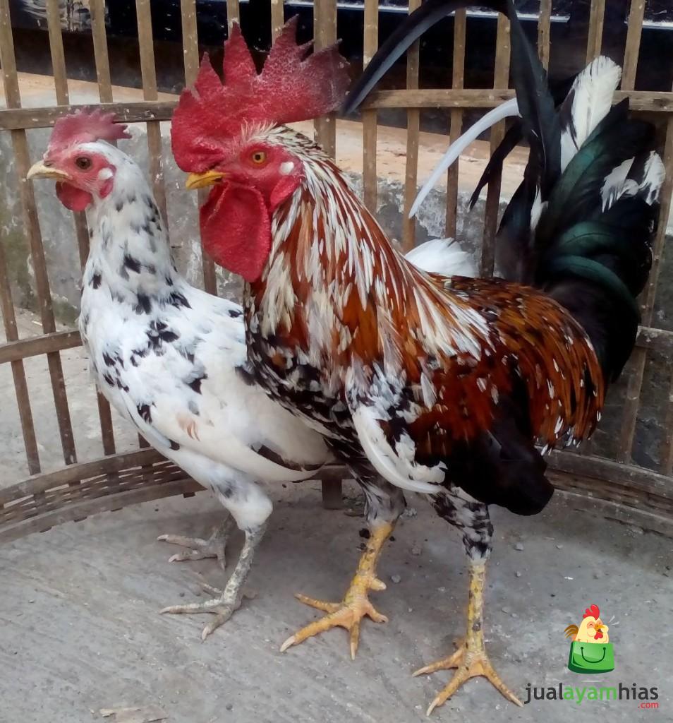 Ayam ketawa Indukan Pesanan Dodi di Bekasi Siap Kirim