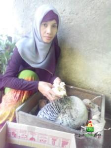 Bu Lisa Pelanggan jualayamhias.com di Salatiga Jawa Tengah yang Sukses Menetaskan Telur Kalkun dengan Metode Alami