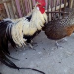 Sepasang Ayam Phoenix Dewasa