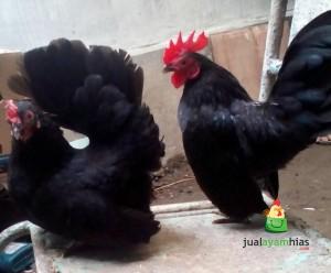 Sepasang Ayam Serama Indukan