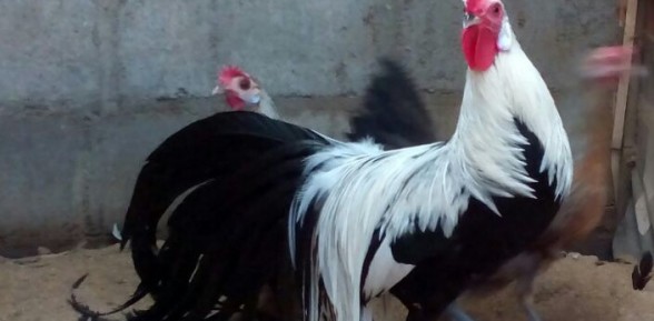 Ayam Phoenix Jantan