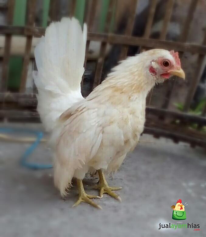 Ayam Serama Betina Warna Putih Umur 5 Bulan