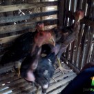 wpid img 20150907 wa0021 Jual Ayam Hias HP : 08564 77 23 888 | BERKUALITAS DAN TERPERCAYA Anakan Ayam Bangkok Pelengkap Ayam Hias Bukan untuk di Adu